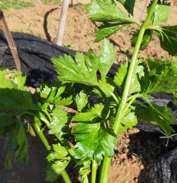 西芹种子皇冠大叶原产地法国