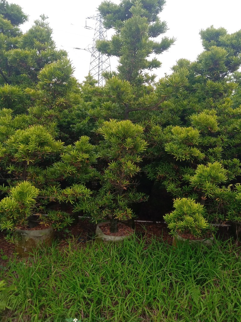 广东江门开平市松树 60.00元/棵五六公分的多