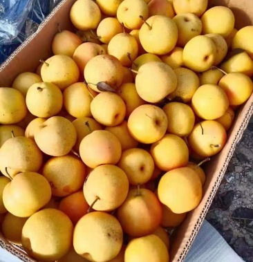 [梨批发]安国梨.价格1.00元/斤 - 一亩田