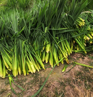 新鲜精品茭白现摘