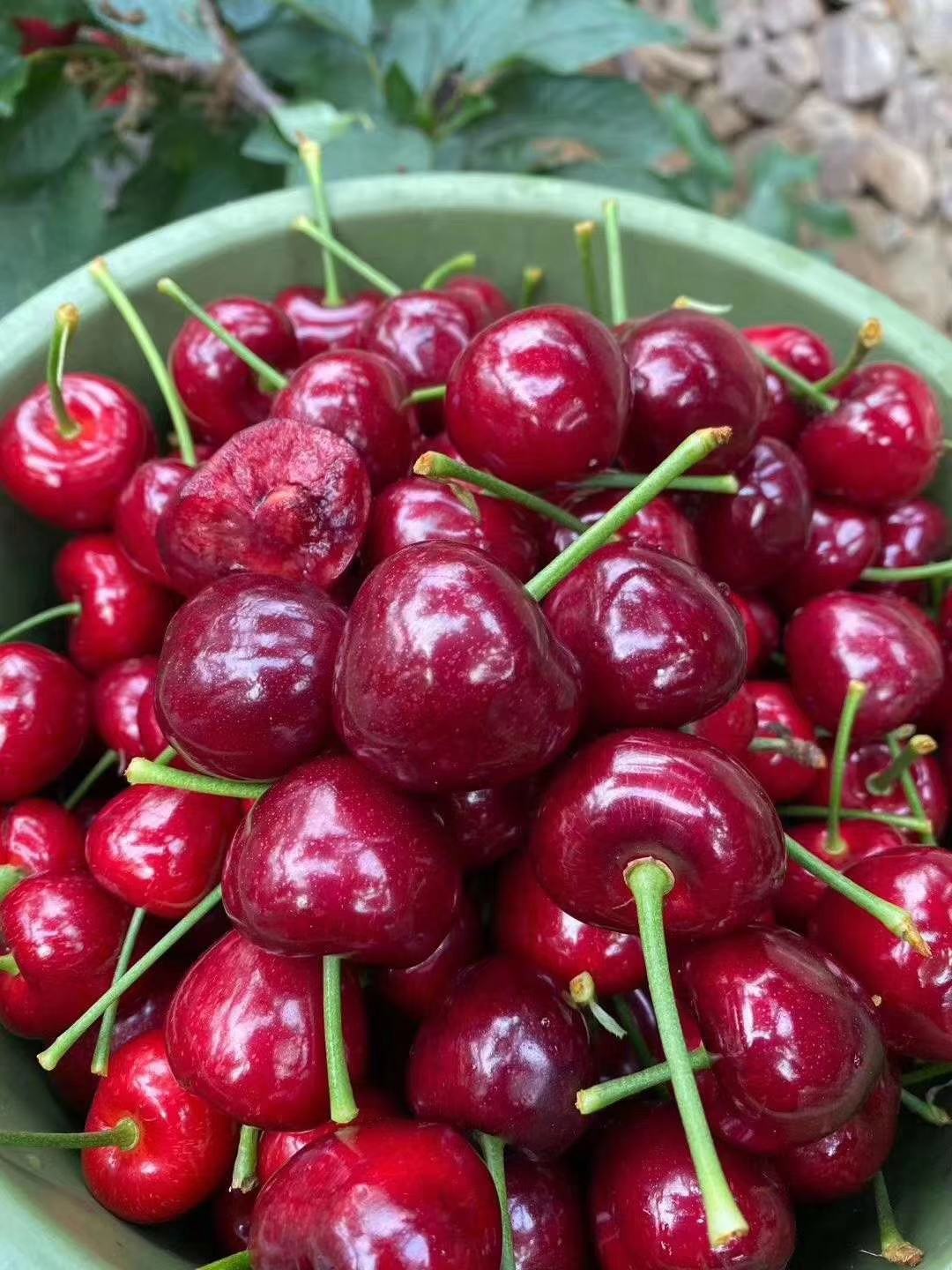 大连市瓦房店得利寺大樱桃