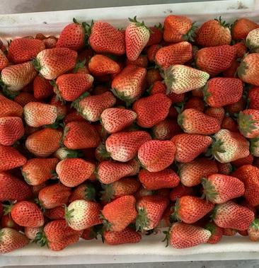 奶油草莓,耿集万亩草莓基地!