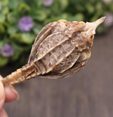 中药材正品特级海底麻雀干货海燕汤包咽喉肿痛泡酒煲汤包邮