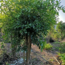 幸福树幌伞枫批量出货千亩百万棵幸福树大量供货可免费提