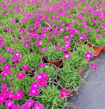 欧石竹粉贝草坪花苗初吻庭院室外花卉盆栽四季开花好养耐寒花