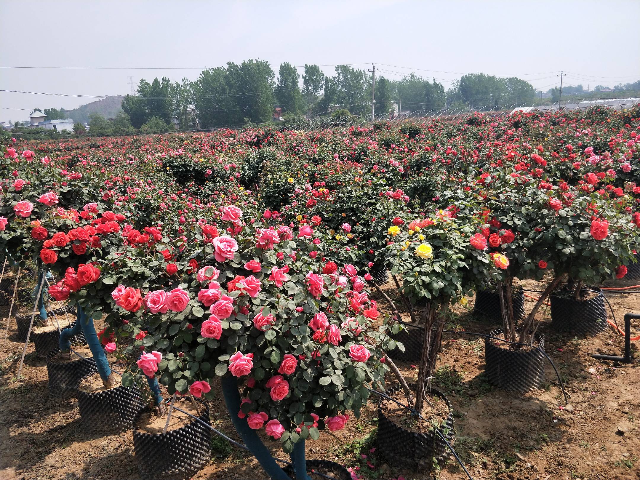 大花美人月季花园种植场景