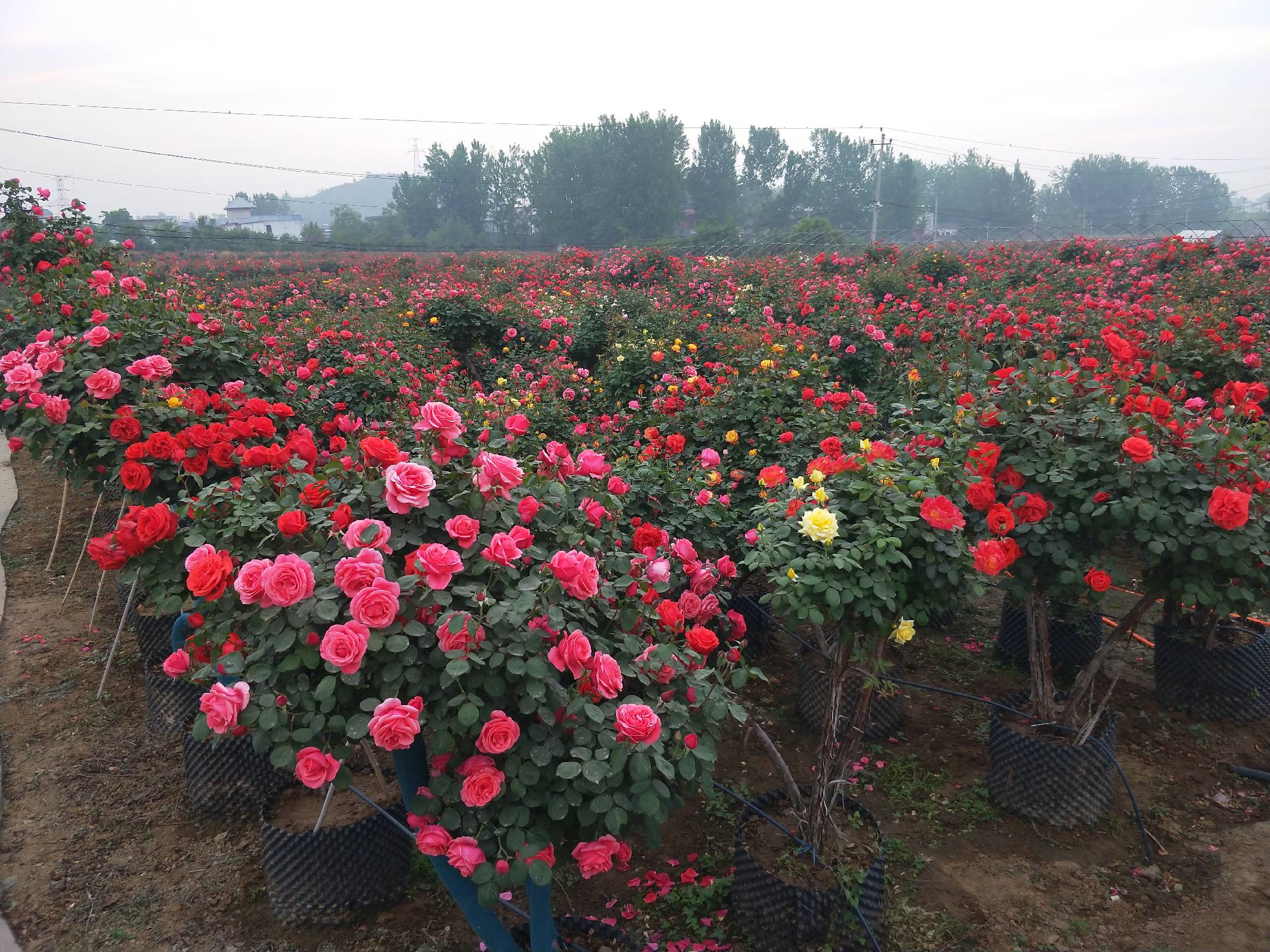 玫瑰月季种植园,展示成片盛开的月季花海 玫瑰月季种植园