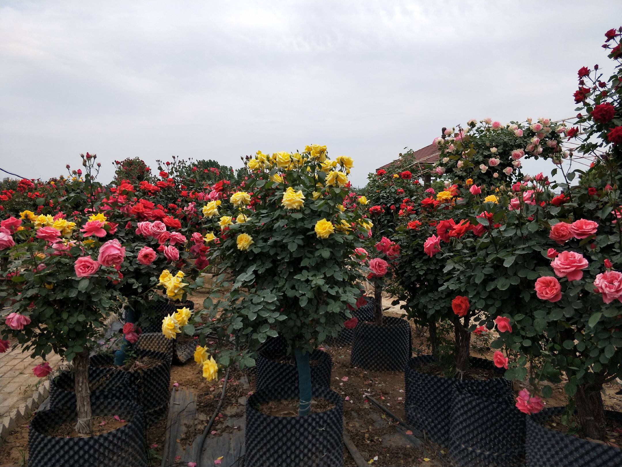 月季与蔷薇花园