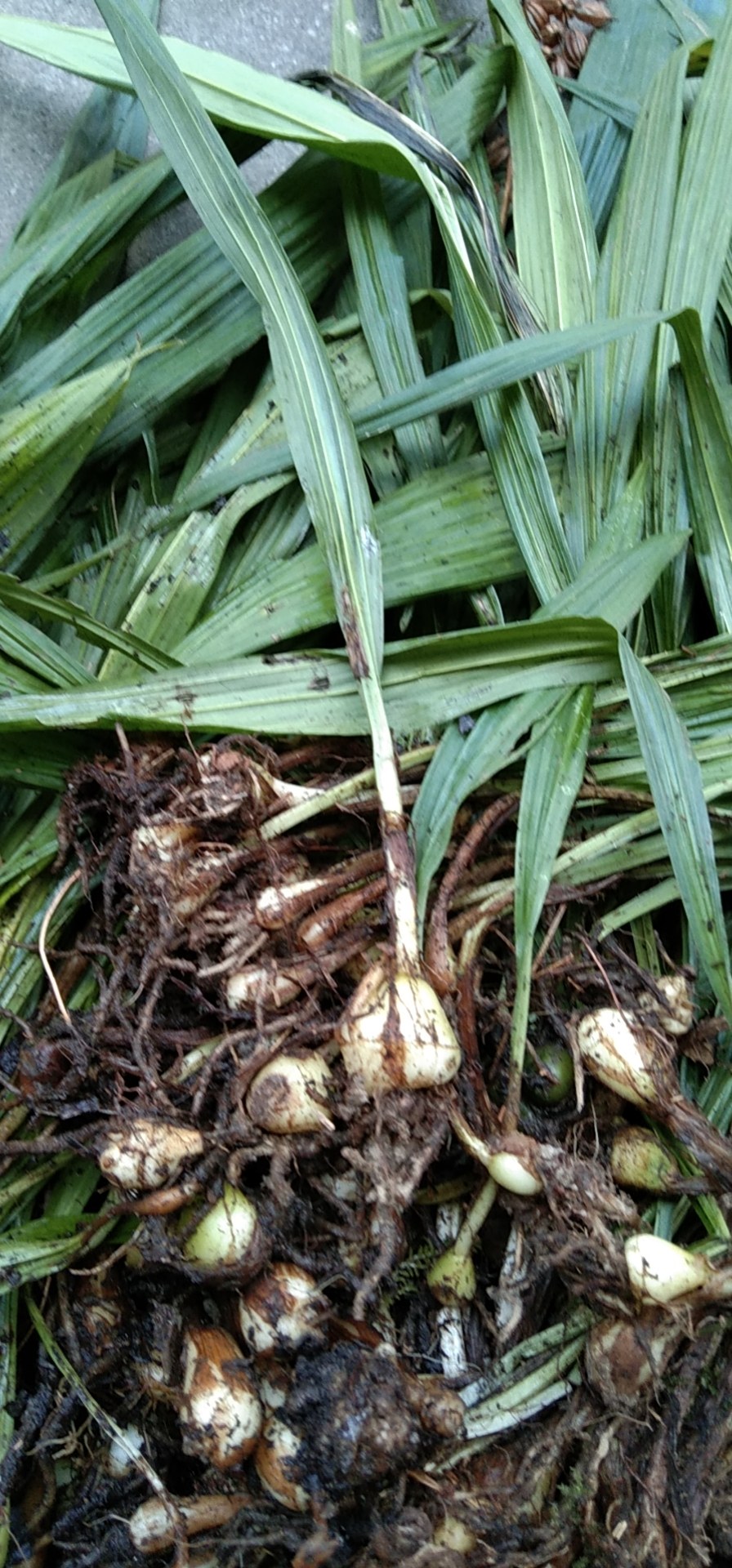 [毛慈菇批发]云南本地野生冰球子毛慈菇产地直销支持线下看货价格135.