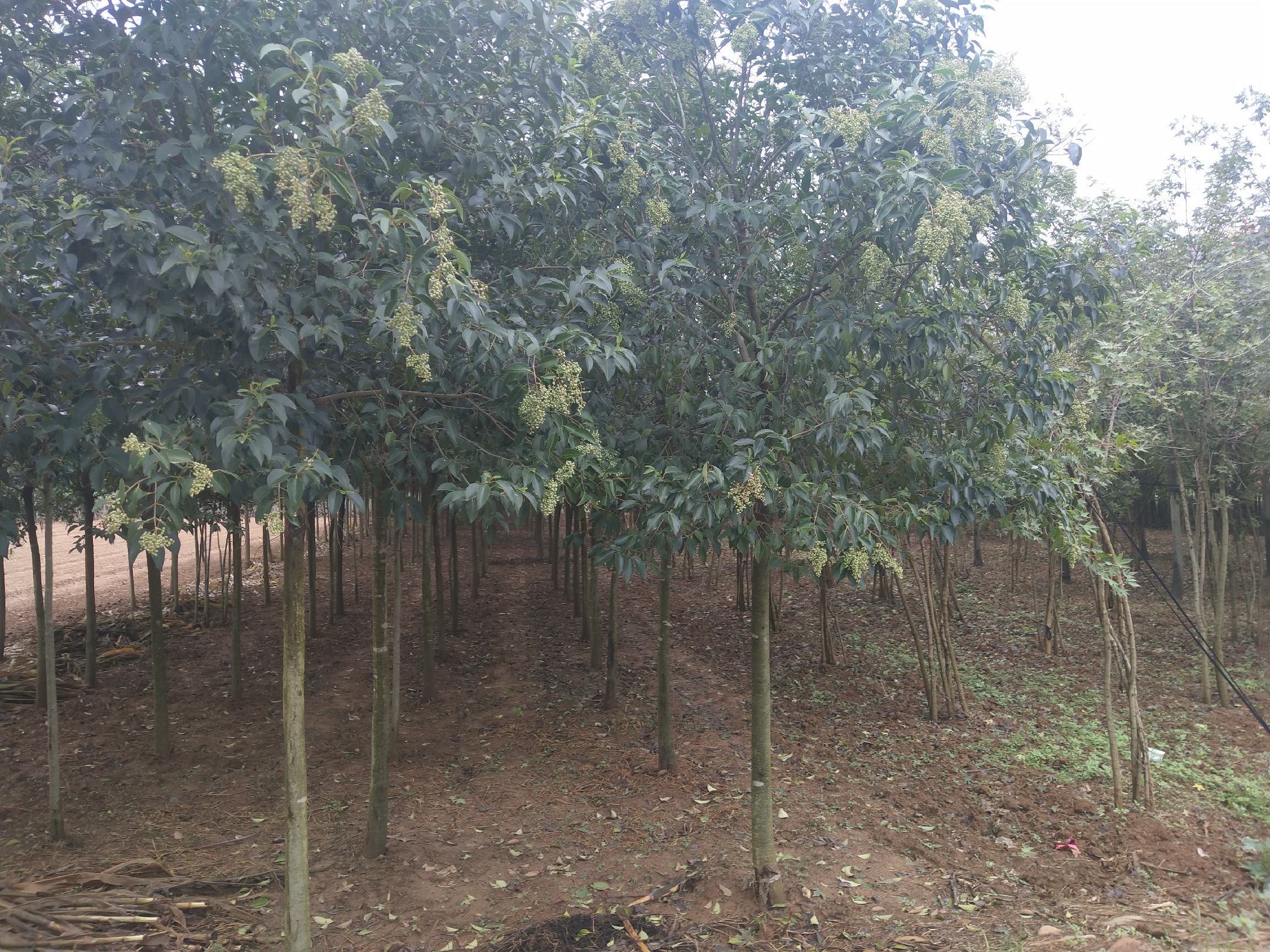 大叶女贞在轻度盐碱地中的生长状态