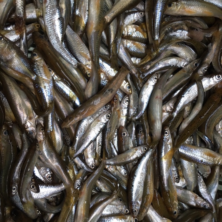 [馬口魚批發]淡水魚類小雜魚不開肚價格4.60元/斤 - 一畝田