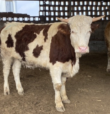 西门塔尔牛怀孕大母牛吨牛品种齐全包运输包技术跟踪
