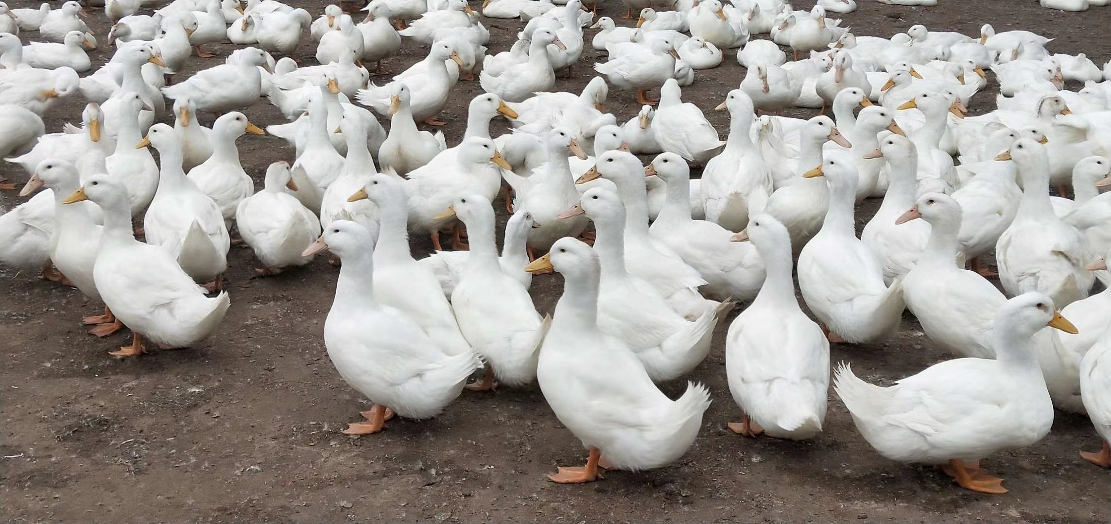 m18长期有货有看上的老板欢迎来电