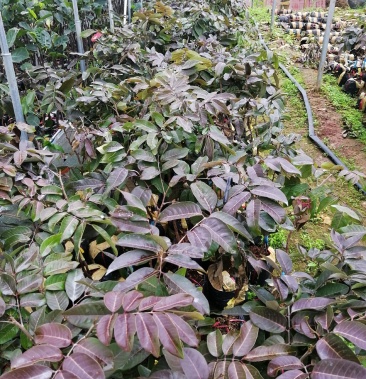 南方水果石硖龙眼果苗 红皮龙眼果树大杯苗