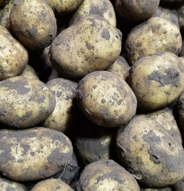 出售内蒙古海拉尔尤金土豆