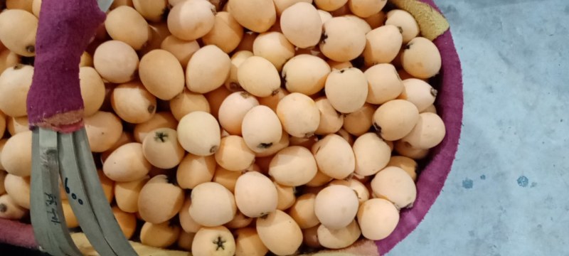 攀枝花枇杷价格