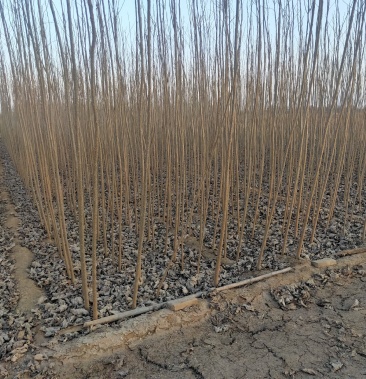 杨树条107优质杨树条大量供应