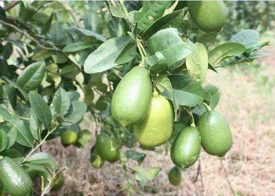 柠檬健康生活方式