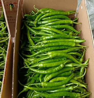 大量杭椒中椒55号上市中