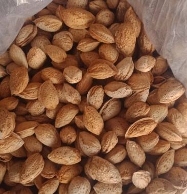 新疆莎车县巴旦木干果,本地产品,质量好价格合适,新货.