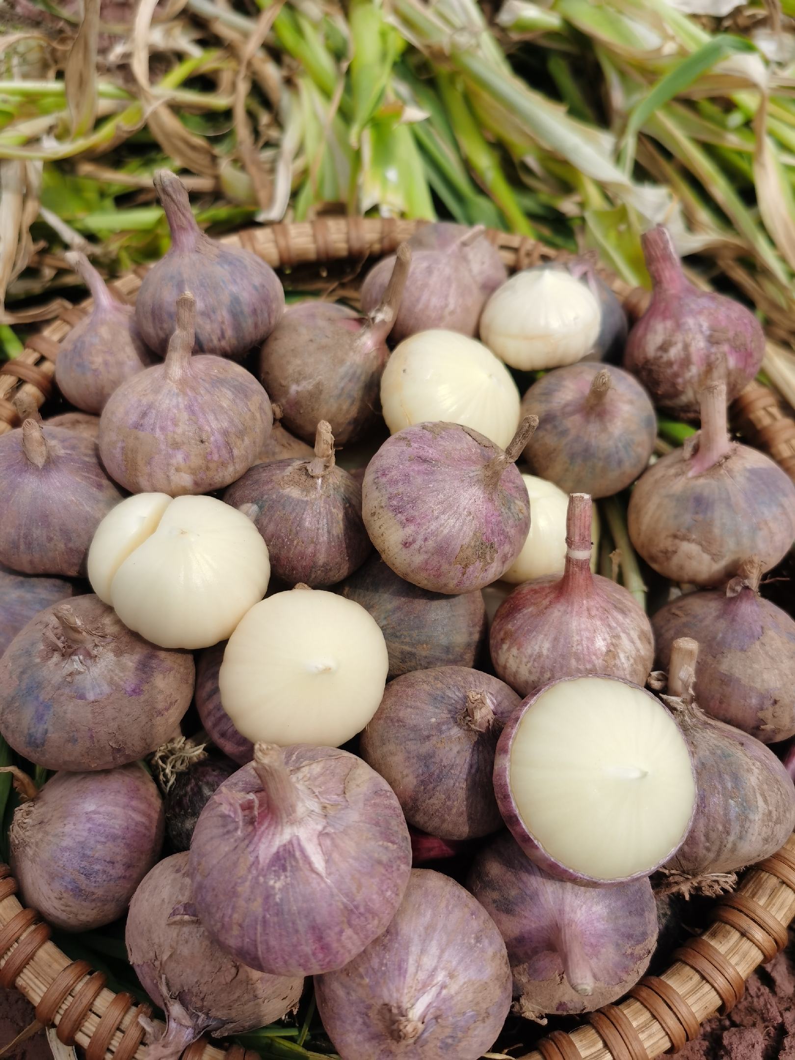 [大蒜批发]2021年【新鲜大蒜】 大量上市 产地直销中牟大蒜价格0.