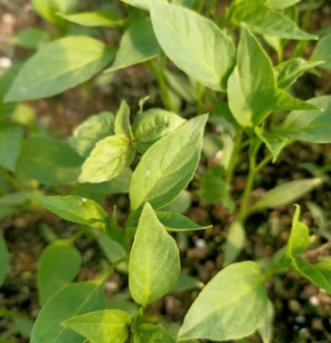 高产优质的杭椒苗,有现货