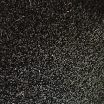 大葱精选仔长白六十公分纯度99%