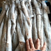 小刀鱼路冻精品东海捕捞