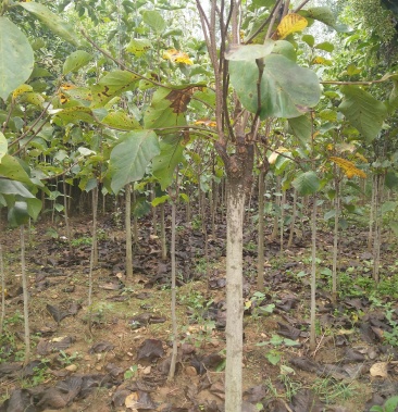 紫玉兰树紫玉兰树玉兰紫玉兰树紫玉兰树玉兰