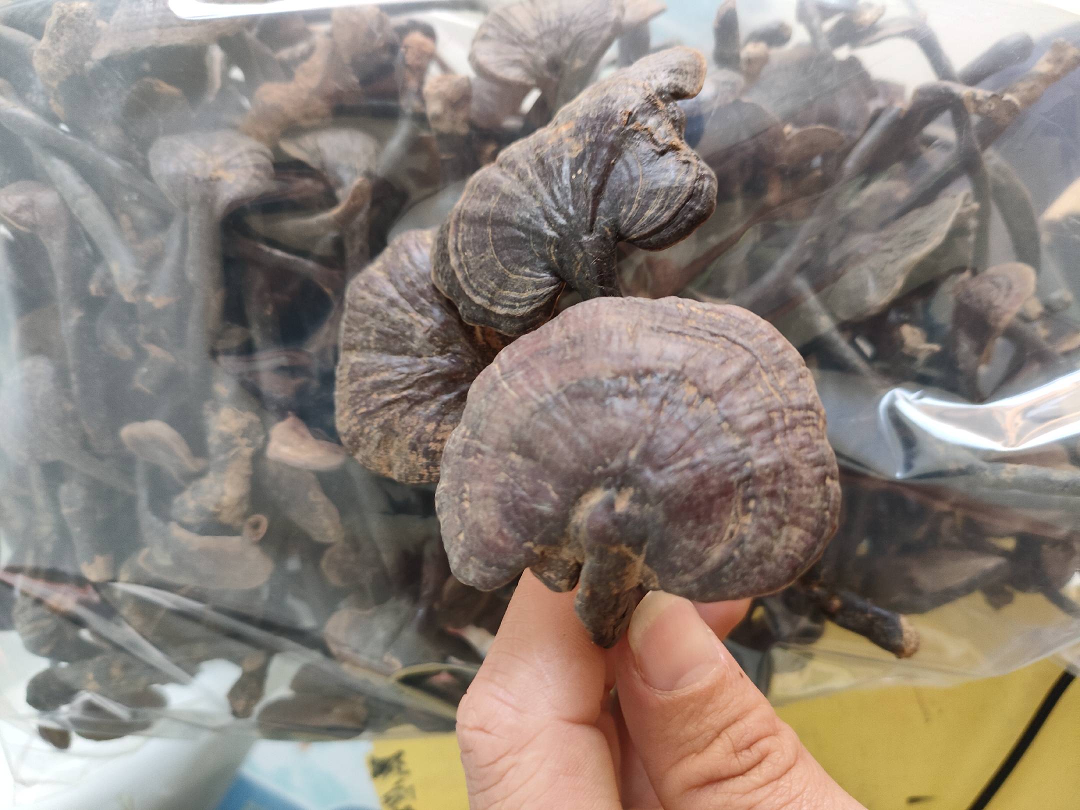 竹灵芝与普通灵芝对比图