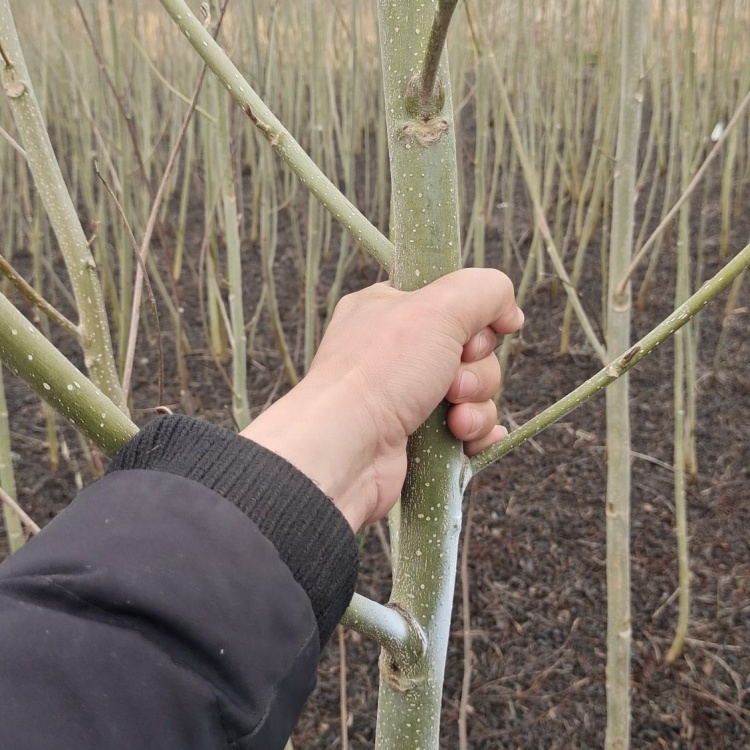 [批发]枫杨树苗绿化苗木燕柳树枫杨苗风景树公园道路工程绿化苗价格0.