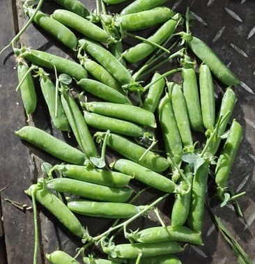 高山豌豆长寿豆正在大量上市中