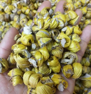 毛兰石斛大量供应欢迎下单