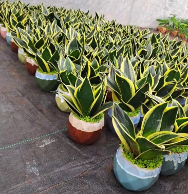 金边荷花兰虎皮兰美化环境吸附甲醛