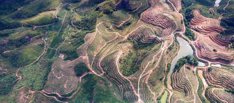 柠檬种植园航拍图