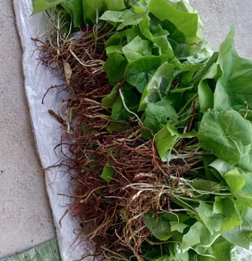 八角莲苗种苗有货欢迎订购