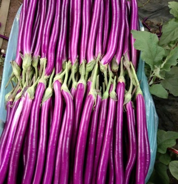 紫线茄线茄765.红线茄