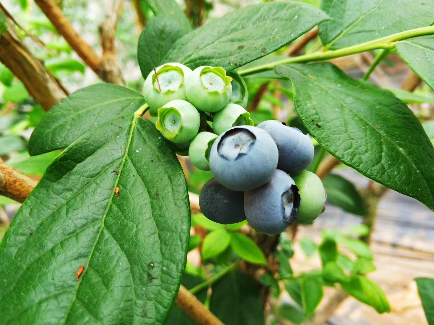 中国主产区蓝莓露天当季采摘实景:5–8月分区域成熟,图中为6月下旬华东产区丰收场景,植株健壮,果实饱满呈深紫蓝色,表面覆天然白霜,体现高糖度与完熟状态 蓝莓当季采摘场景:阳光下的蓝莓种植园,成片低矮蓝莓灌木枝头挂满深蓝色果实,农民正弯腰采摘,竹篮中盛满新鲜蓝莓,背景可见山丘与晴朗蓝天