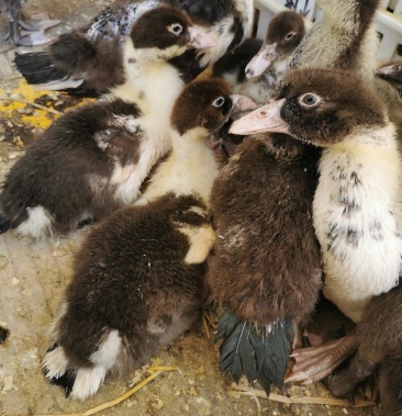 一斤半左右脱温黑番鸭