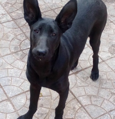 黑狼犬活体纯种黑狼犬幼犬军犬警犬大型护卫犬纯黑狗