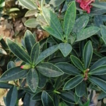 四季茶花营养杯盆栽花卉