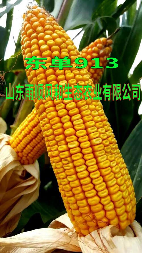 [玉米种子批发]迪卡516玉米种子,迪卡653玉米种子,高产玉米种子价格