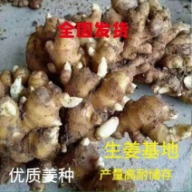 【安徽】姜种368高产王姜种，每亩产量高达一万五六