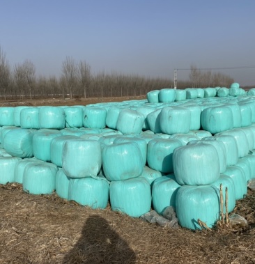 玉米秸秆青储饲料牛羊爱吃的草