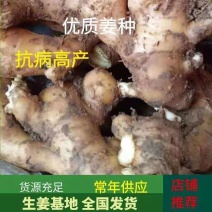 【热卖368高产王姜种】专业技术指导全国发货