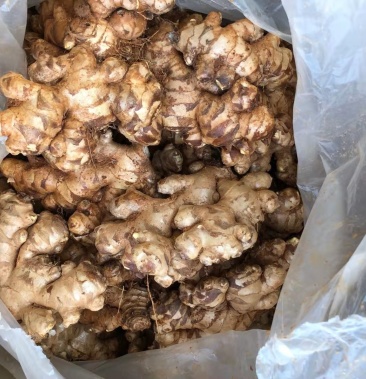 缅甸青姜大量供应欢迎新老客户