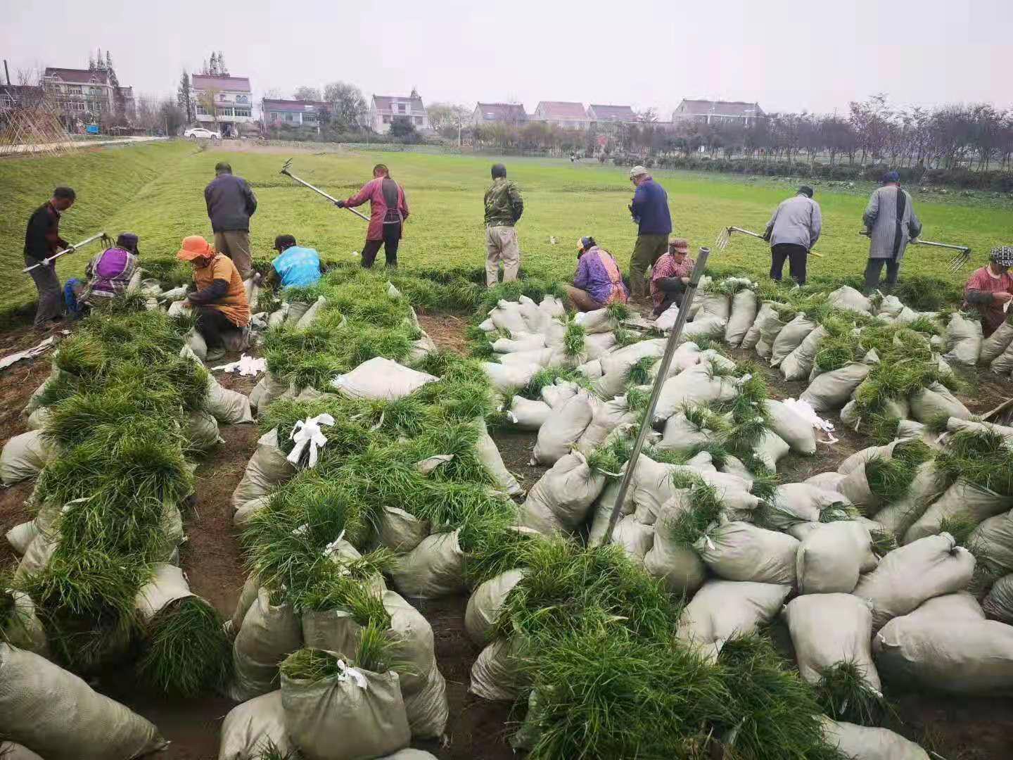 麦冬田间安全用药示意图