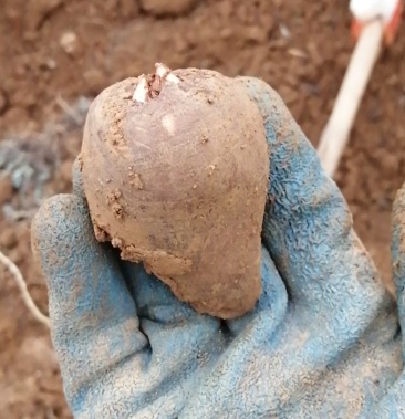 贵州高山花魔芋精品中的精品