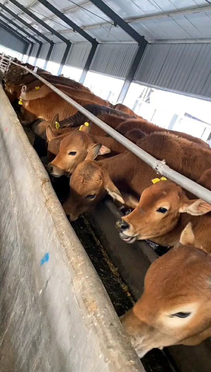 包含首都兒科研究所黃牛號販子代掛號掛號黃牛的詞條