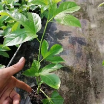 台农一号百香果当年开花结果产量多易管理货苗无病毒品种纯正